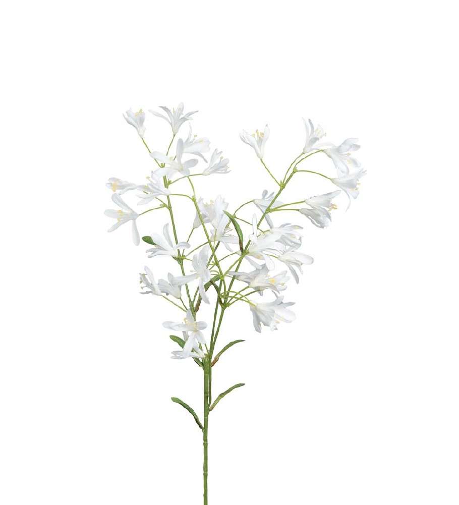 MR PLANT - AGAPANTHUS - Hvit 70 cm