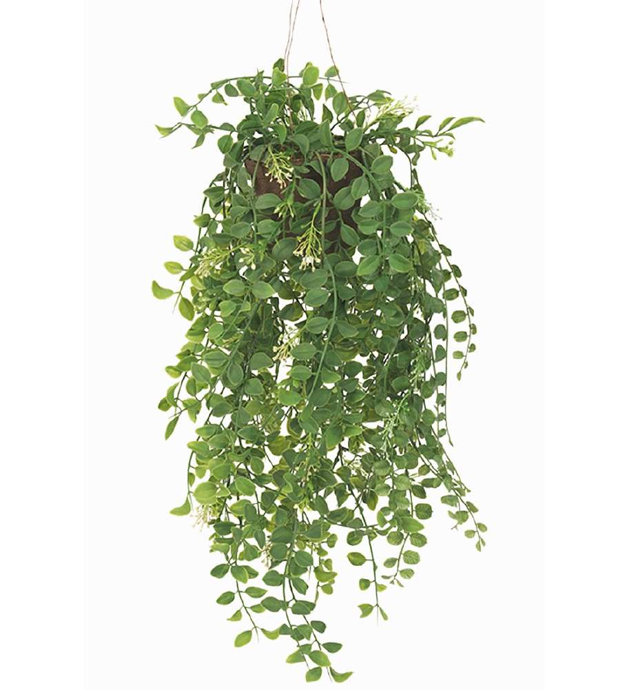 MR PLANT - PILEA - Grønn 52 cm