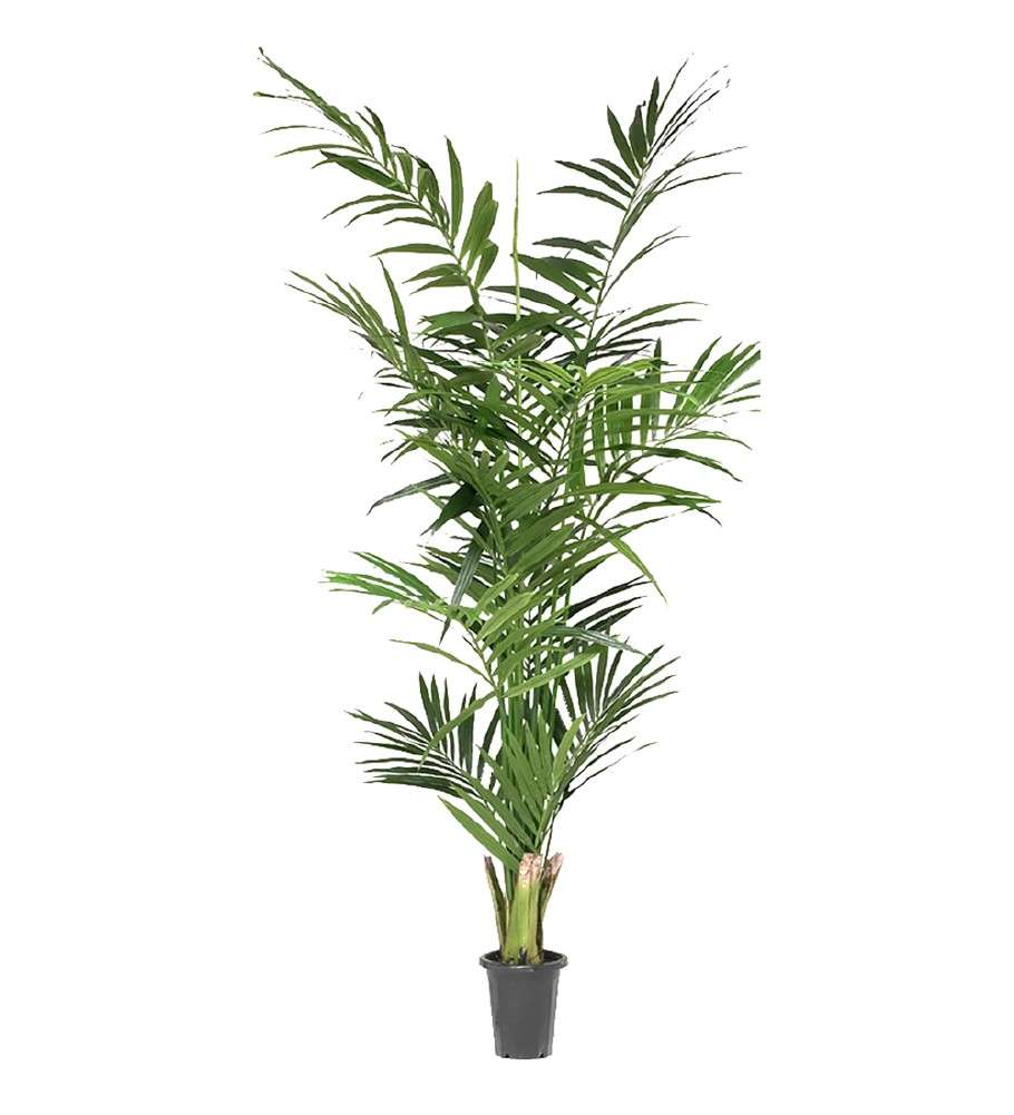 MR PLANT - KENTIA PALME - Grønn 210 cm