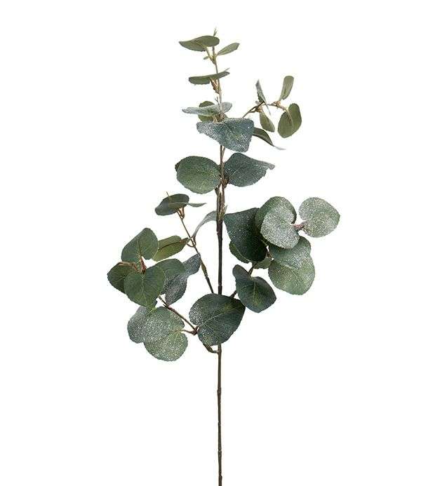 MR PLANT - EUCALYPTUS MED IS