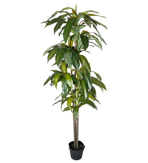 MR PLANT - DRACENA