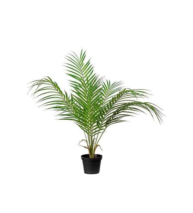 MR PLANT - BERGSPALME - 55cm