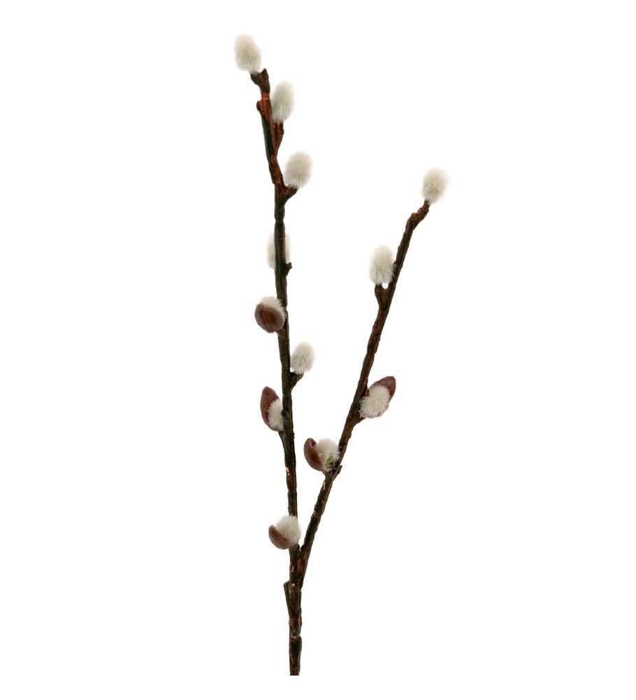 MR PLANT - WILLOW - Grønn 36 cm