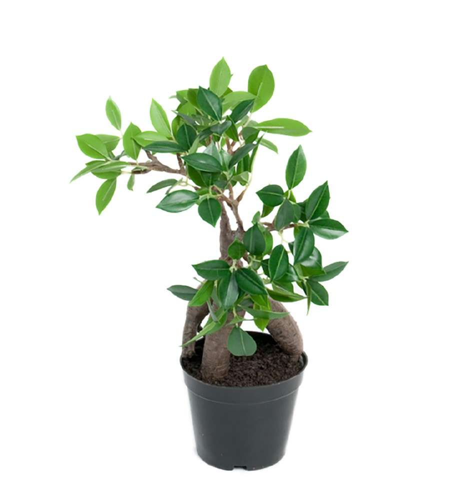 MR PLANT - FIKUS GINSENG - Grønn 30 cm