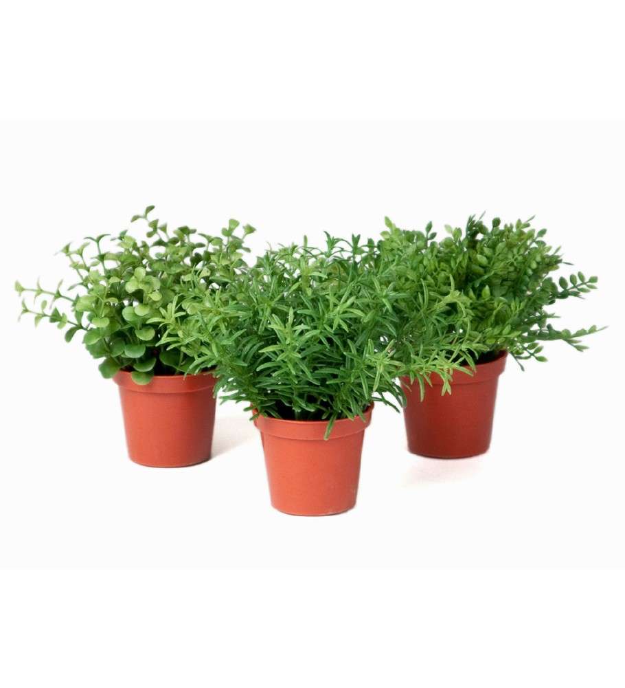 MR PLANT - MINI PLANTER - Mix 16 cm