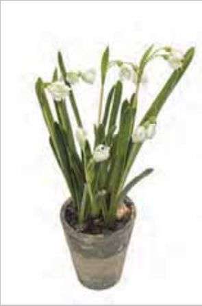 MR PLANT - SNOWDROP - Grønn 32 cm