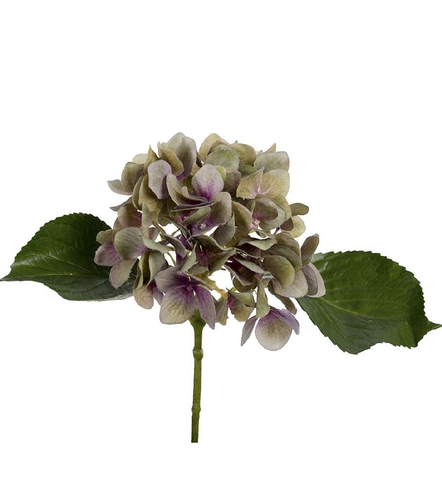 MR PLANT - HORTENSIA - Lilla Ø:12x25